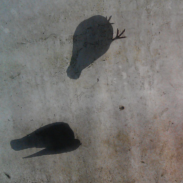 a pair of silhouetted pigeons on dirty tarp