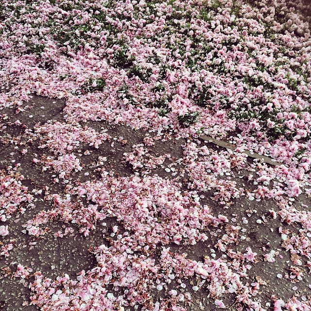 cherry blossom on dirt and grass