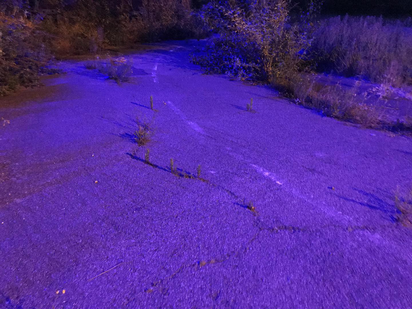 abandoned road glows purple as plants break through the cracks