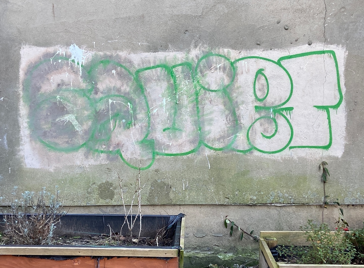 a resilient squirt, graffiti once powerwashed on mossy wall. clean frame for renewal